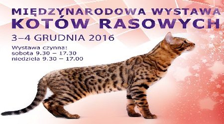 Międzynarodowa Wystawa Kotów Rasowych w Warszawie.