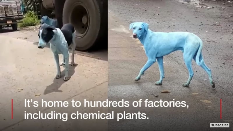 Niebieskie psy na ulicach Bombaju