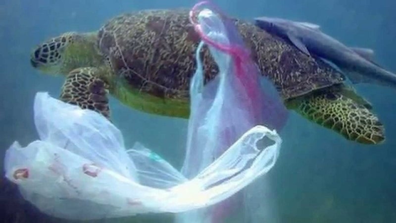 żółw plastik