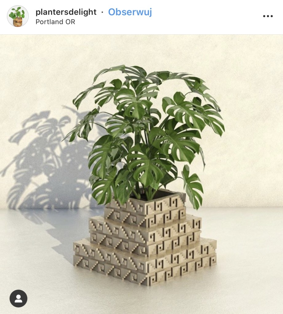 Monstera dziurawa - roślina, która podbija Instagram