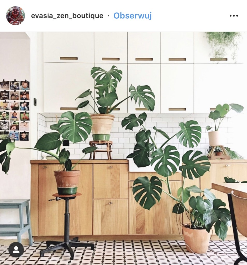 Monstera dziurawa - roślina, która podbija Instagram